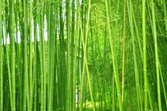 植物株高要如何測(cè)量？